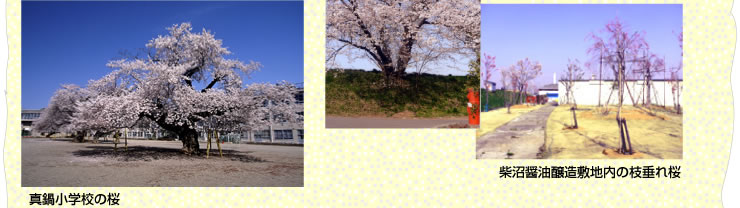 ^珬wZ̍^ďݖ~n̎}